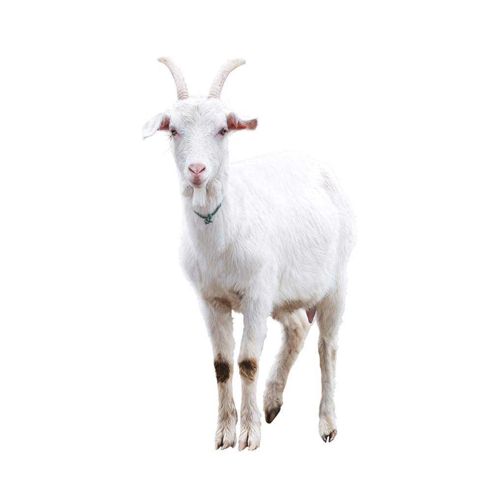 Goat milk
